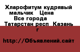 Хларофитум кудрявый мальчик › Цена ­ 30 - Все города  »    . Татарстан респ.,Казань г.